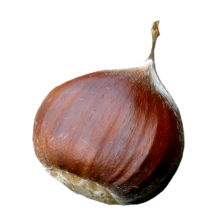 Italian Chestnut (2 lbs)