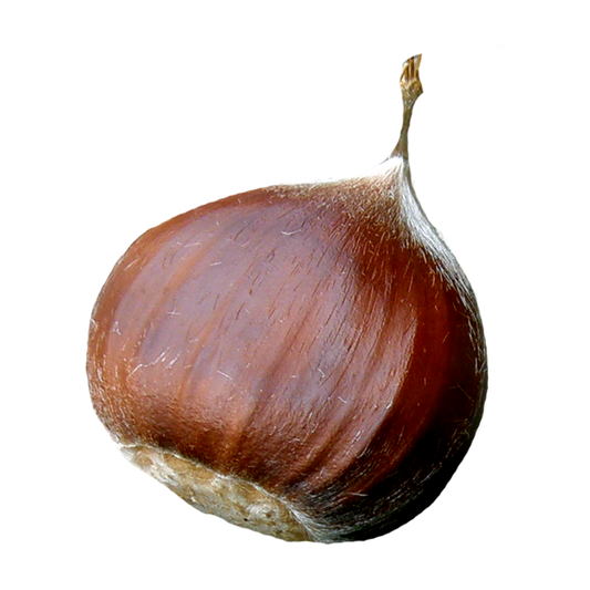 Italian Chestnut (2 lbs)